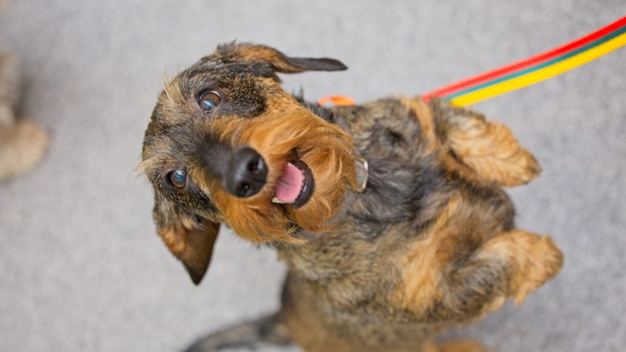 Mažas ūgis, didelis charakteris: ką apie taksus pasakoja jų šeimininkai