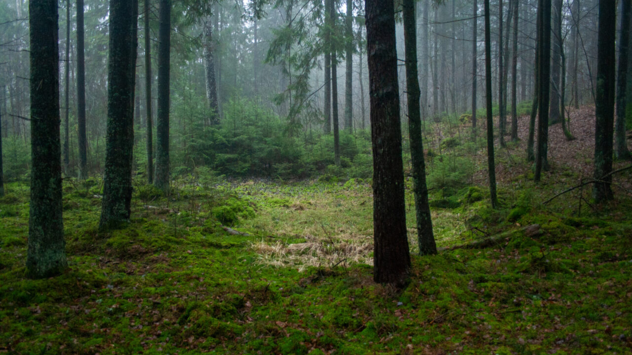 8,5 iš 10 taromatuose „Sengirės fondui“ paaukotų eurų jau ošia miškais