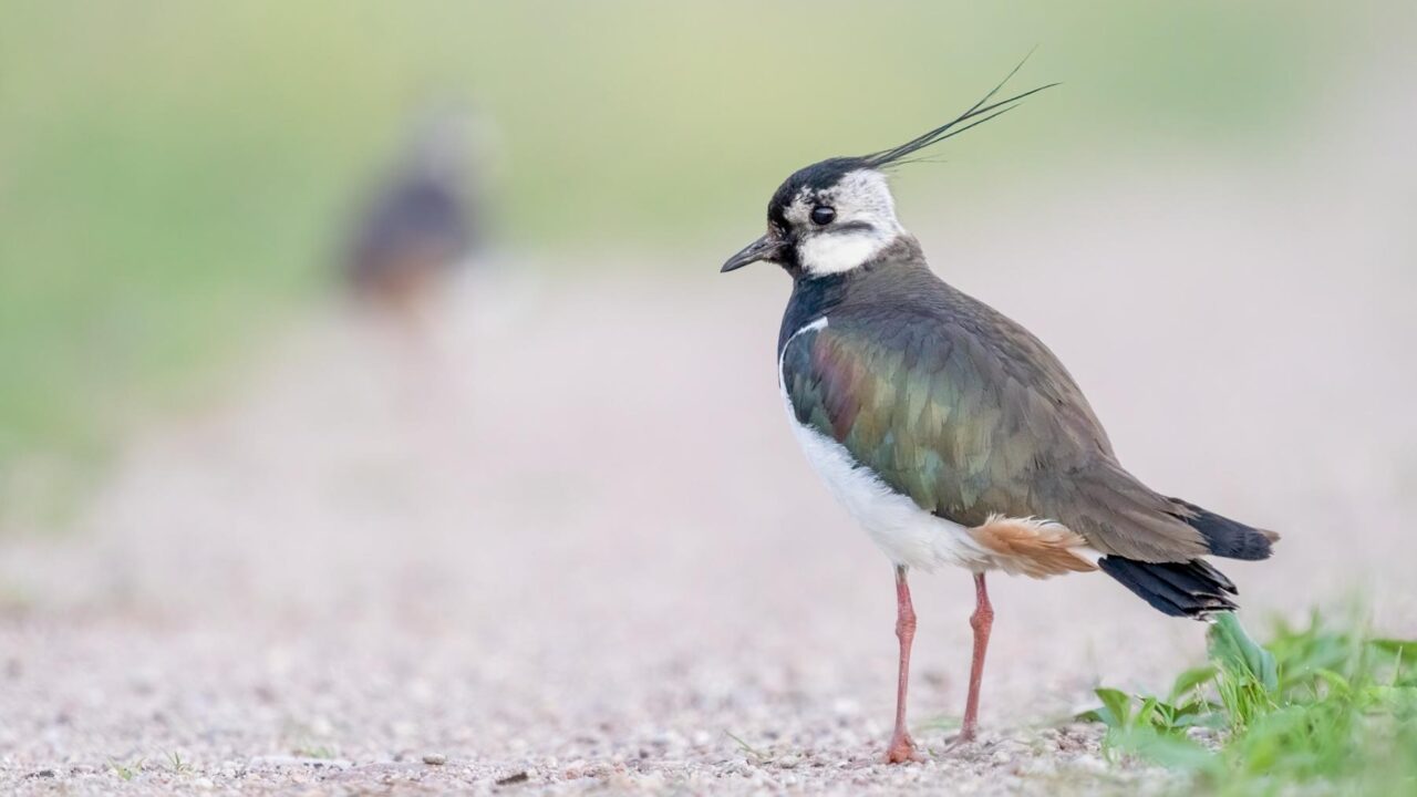 Pempės mūsų laukuose: kokia jų ateitis?