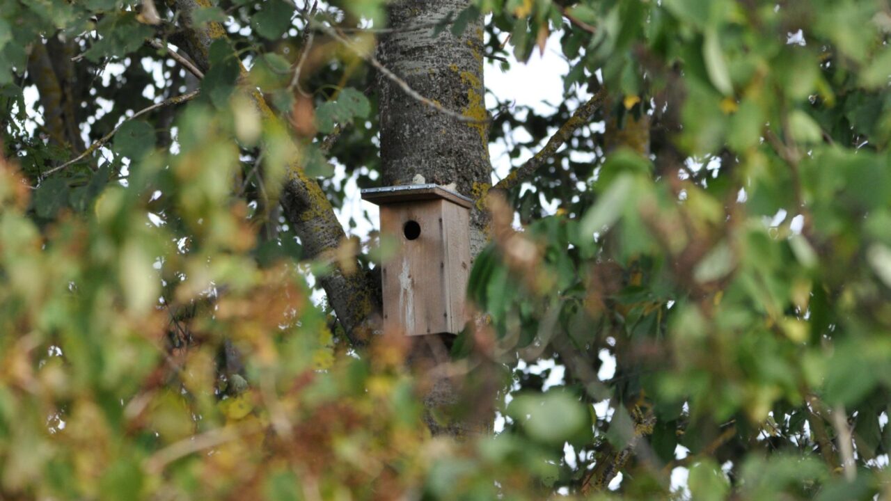 40-ies paukščių diena: kada sugrįžta paukščiai?