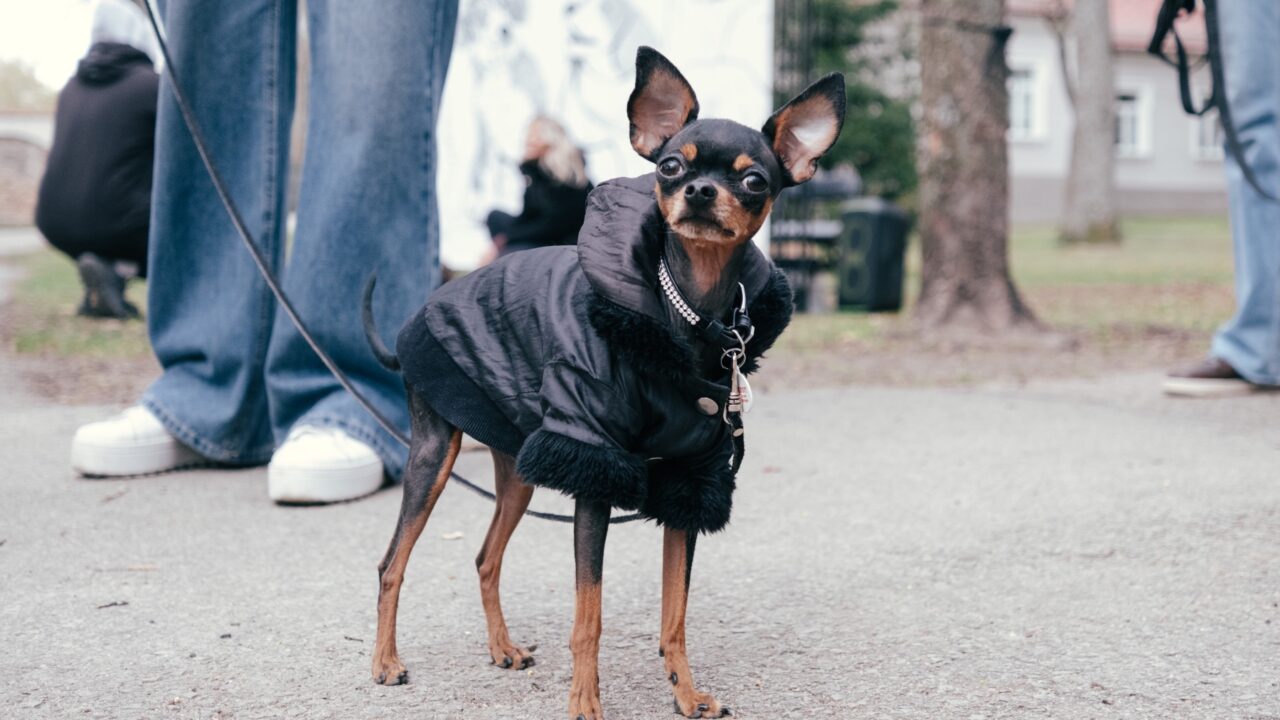 Šuns diena: kai vizga uodegos – vizga ir širdys 