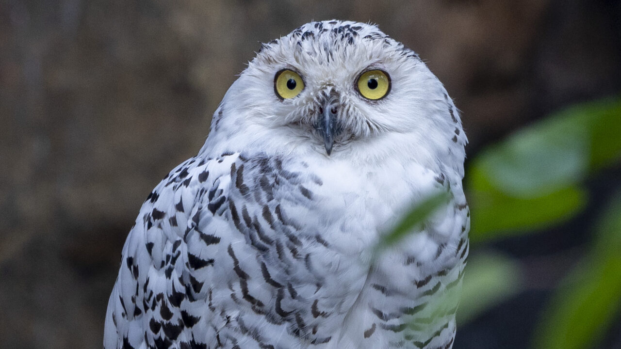 Lietuvos zoologijos sodas senjorus dvi dienas kviečia apsilankyti nemokamai